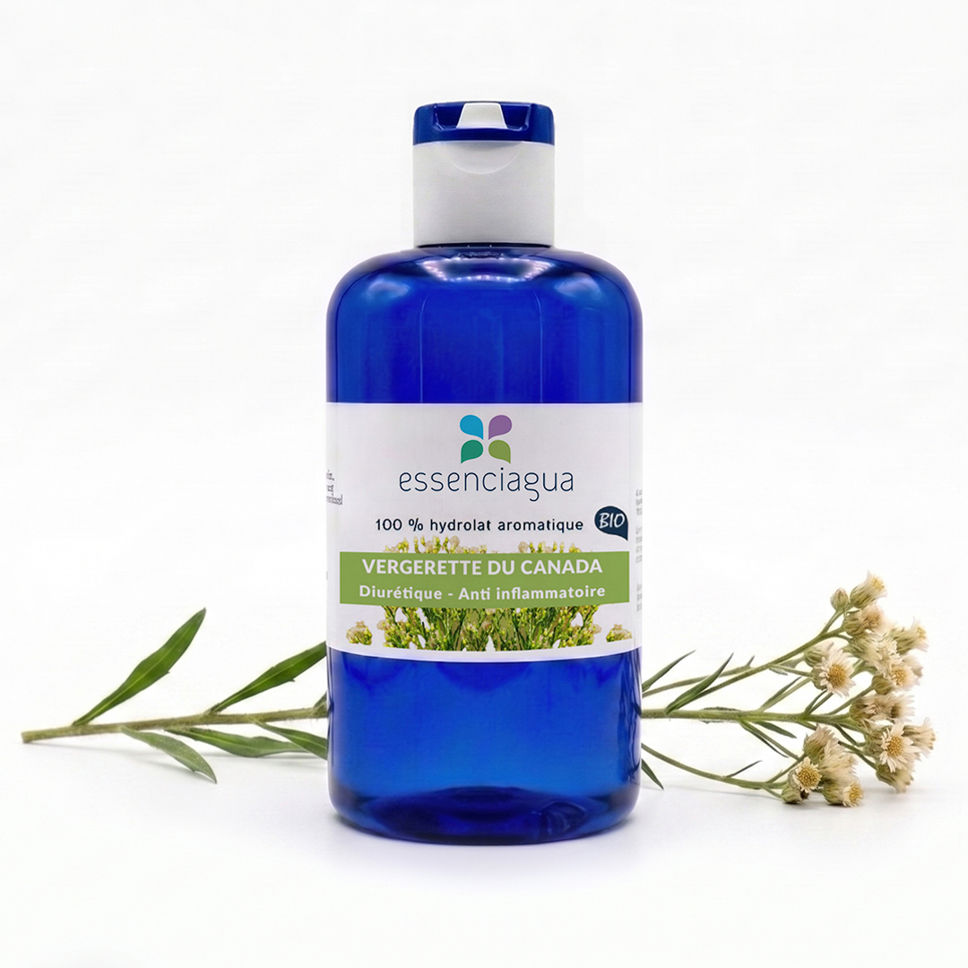 Hydrolat de Vergerette du Canada 100% Bio et Artisanal