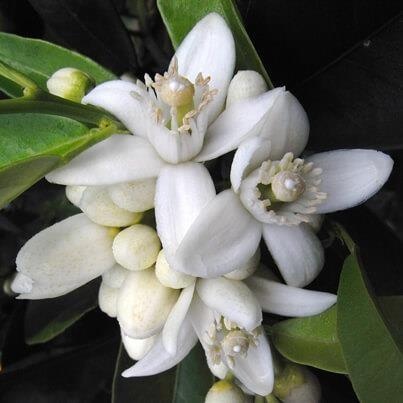 Néroli - Fleur d'Oranger — photo 2