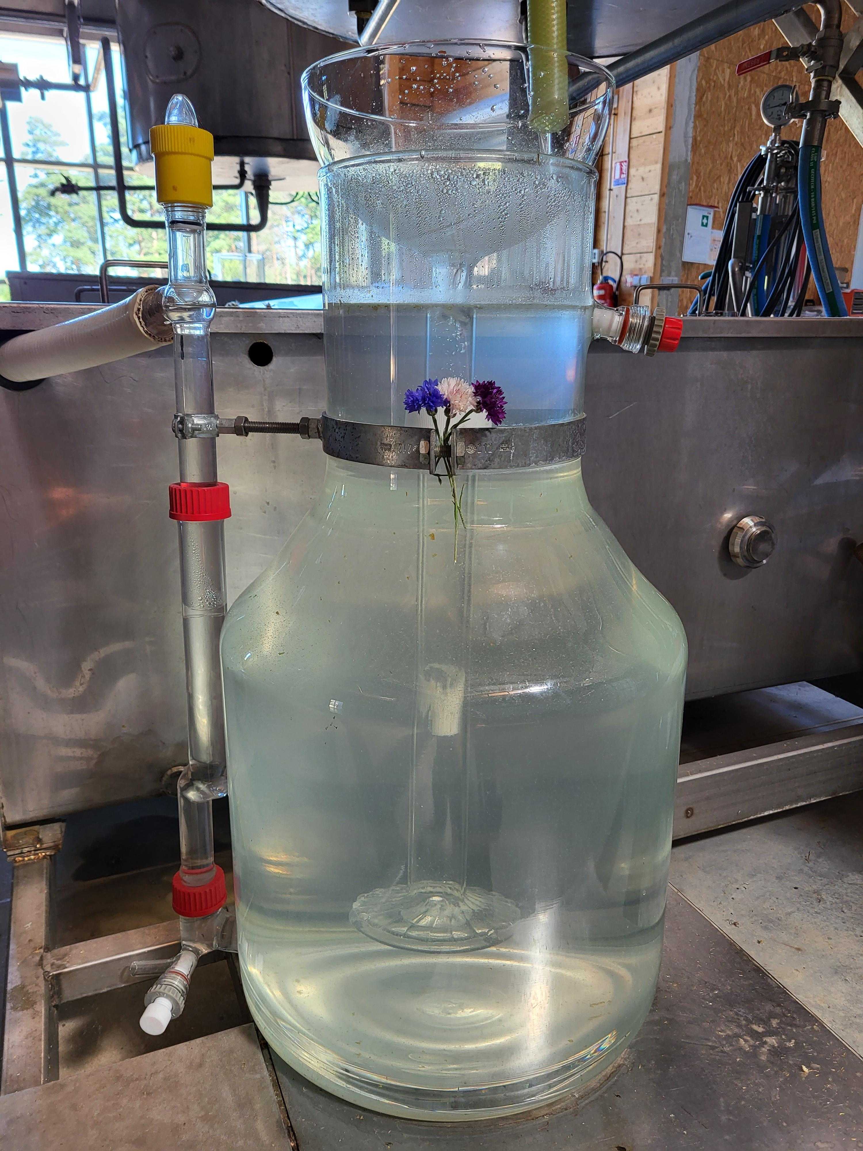 Decouvrez la distillation Hydrolat de Bleuet des champs 100% Bio et Artisanal