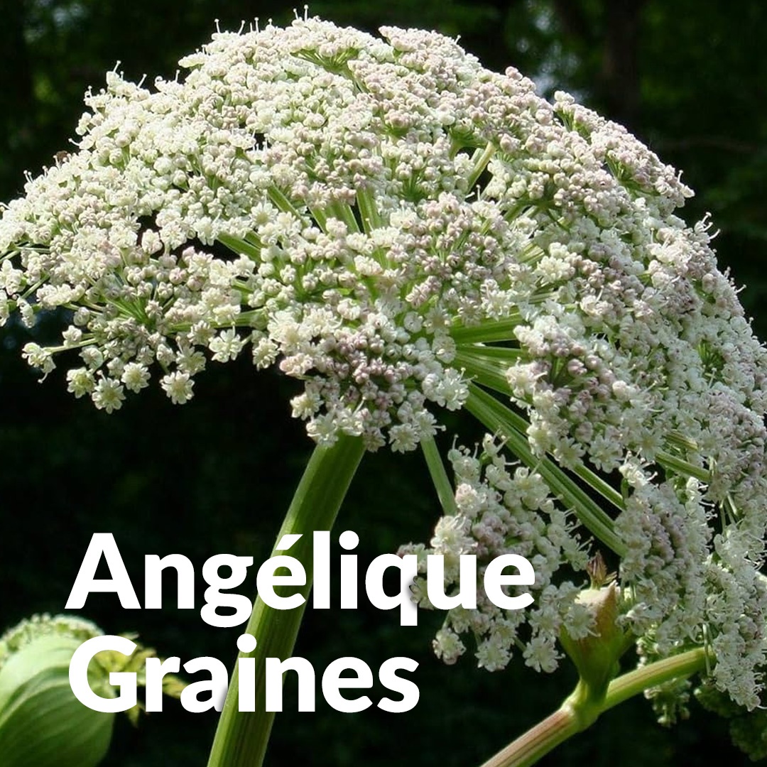 Angélique graines
