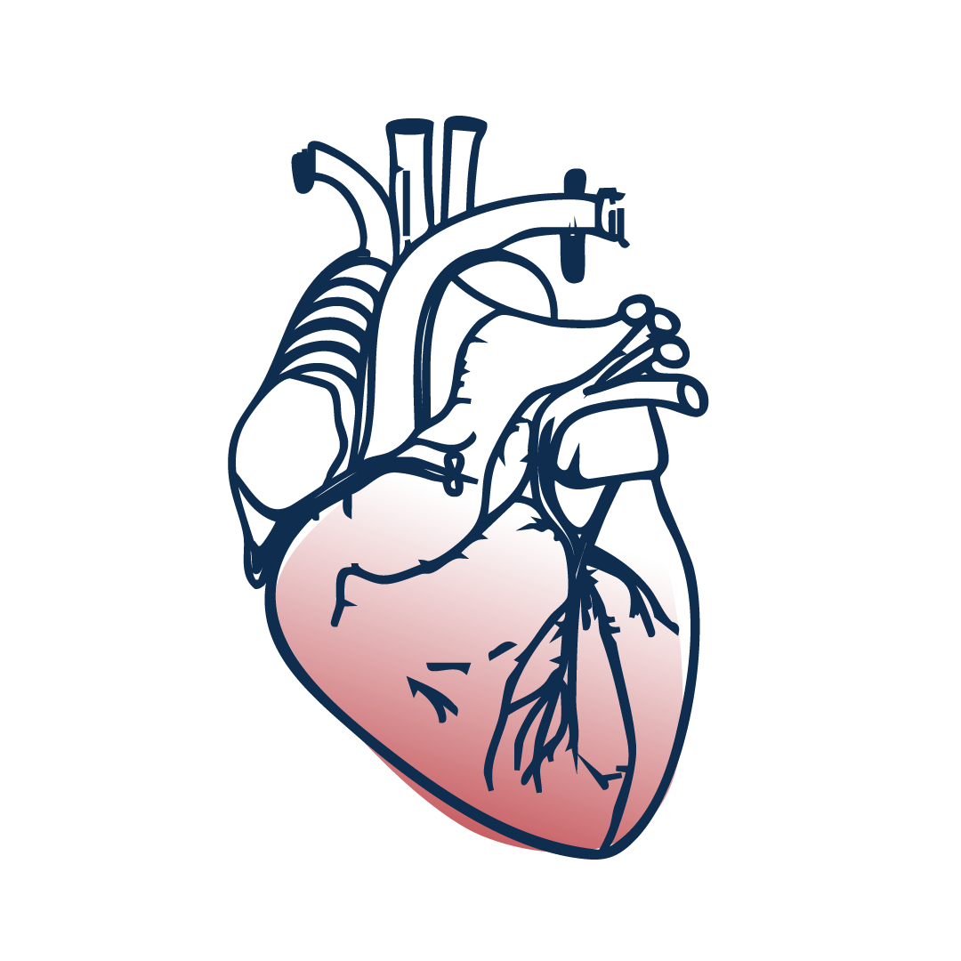 Coeur et circulation