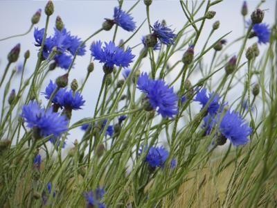 Bleuet des champs — photo 2