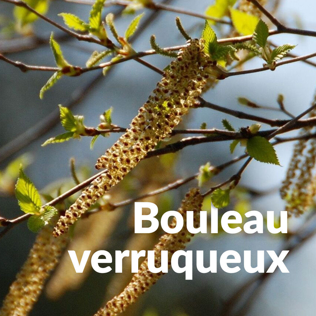Bouleau verruqueux (Bourgeon)