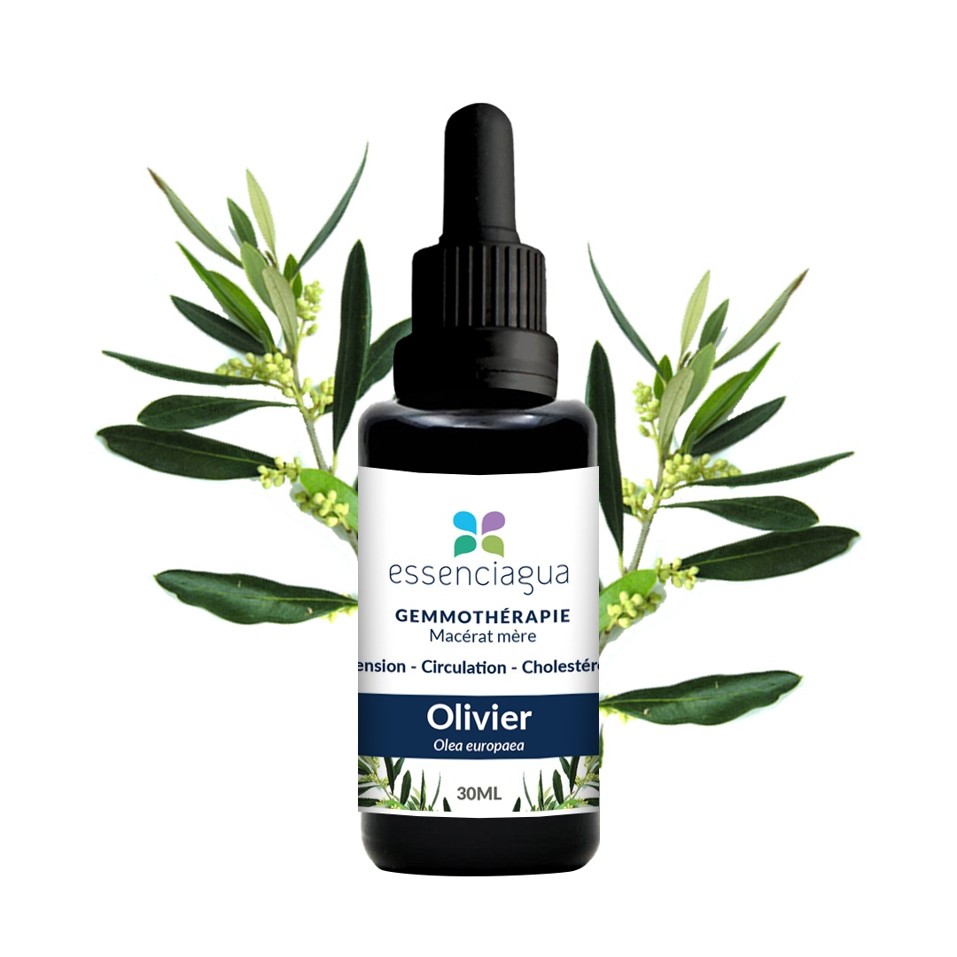 Macérat de bourgeons bio Olivier 100% Bio et Artisanal