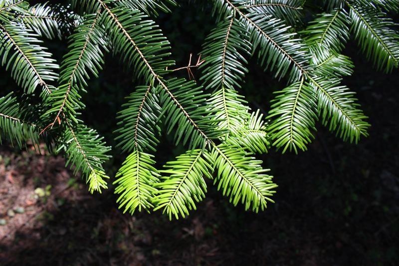 Sapin géant — photo 4