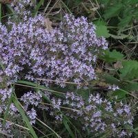 Thym linalol — photo 2