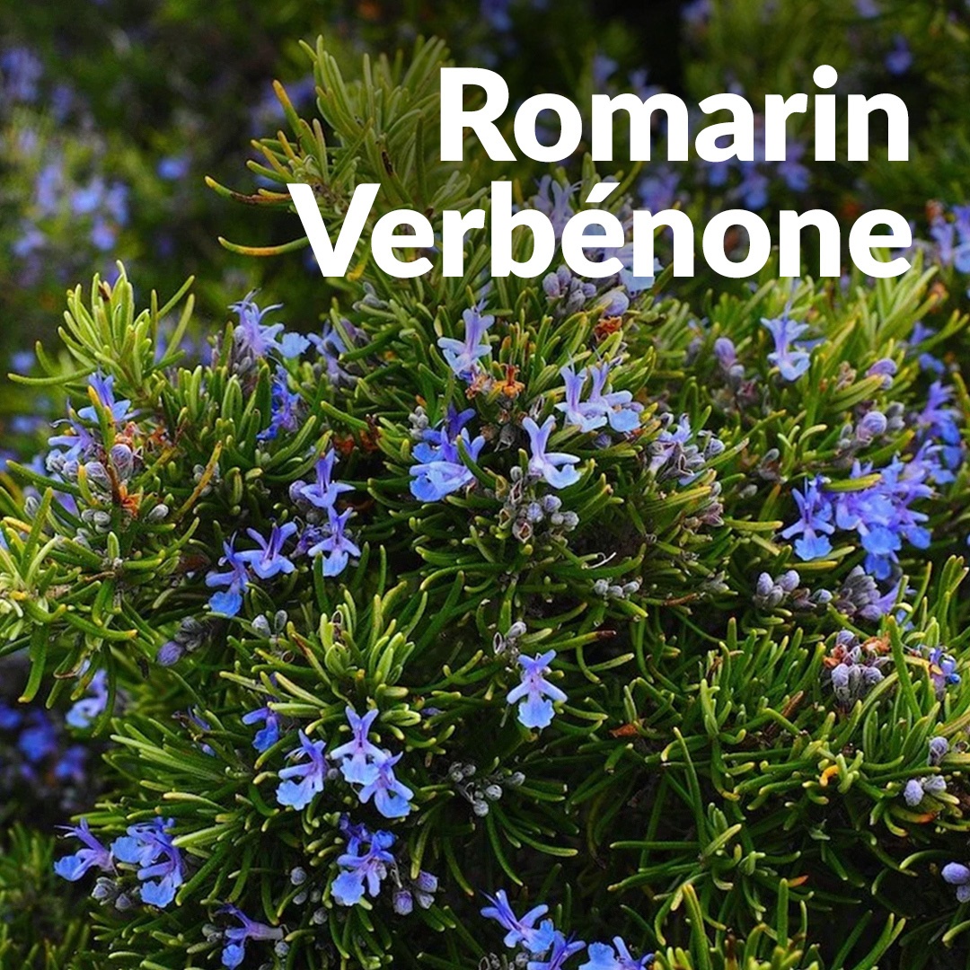 Romarin verbenone