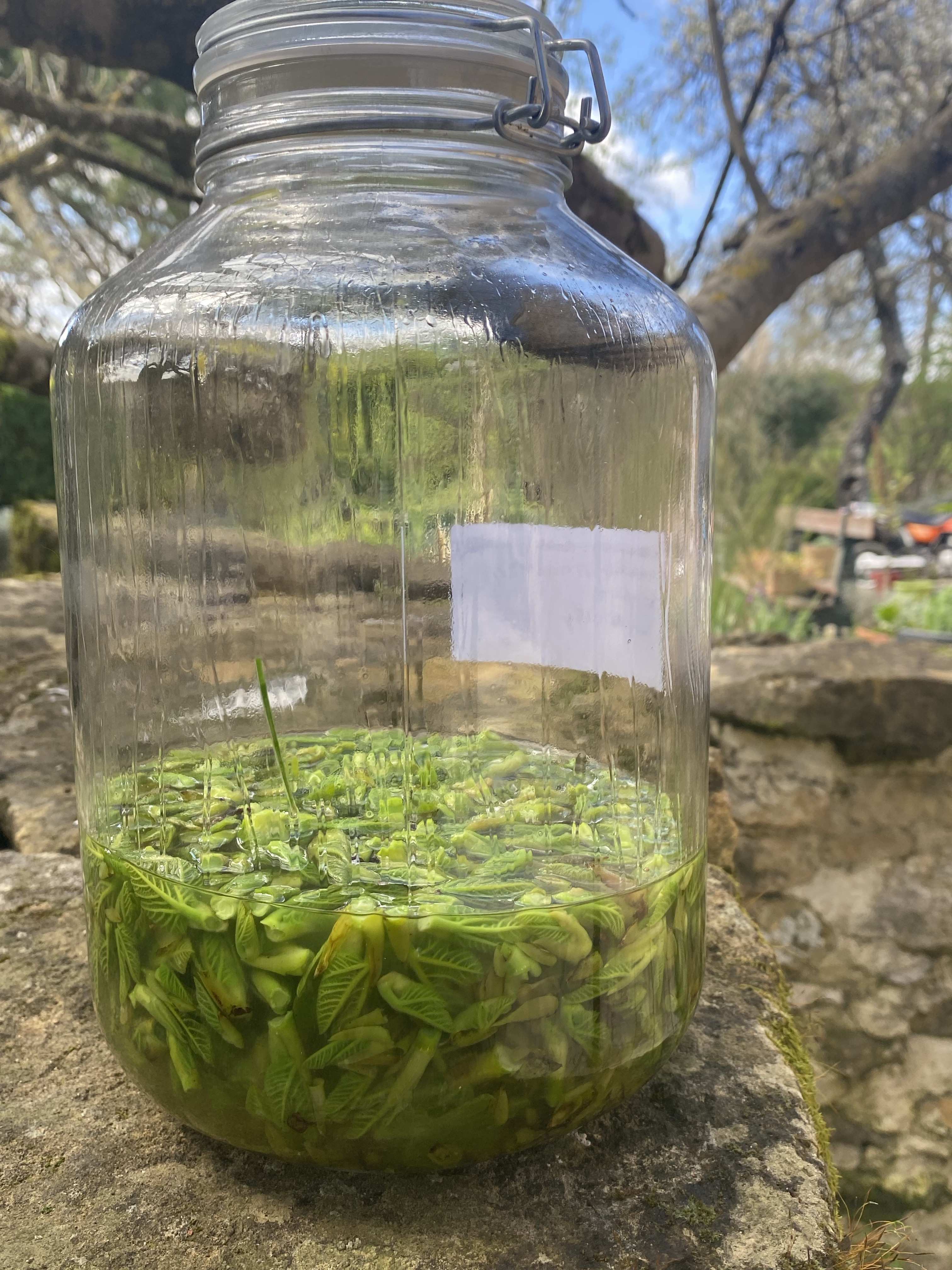 Decouvrez la distillation Macérat de bourgeons bio Figuier 100% Bio et Artisanal