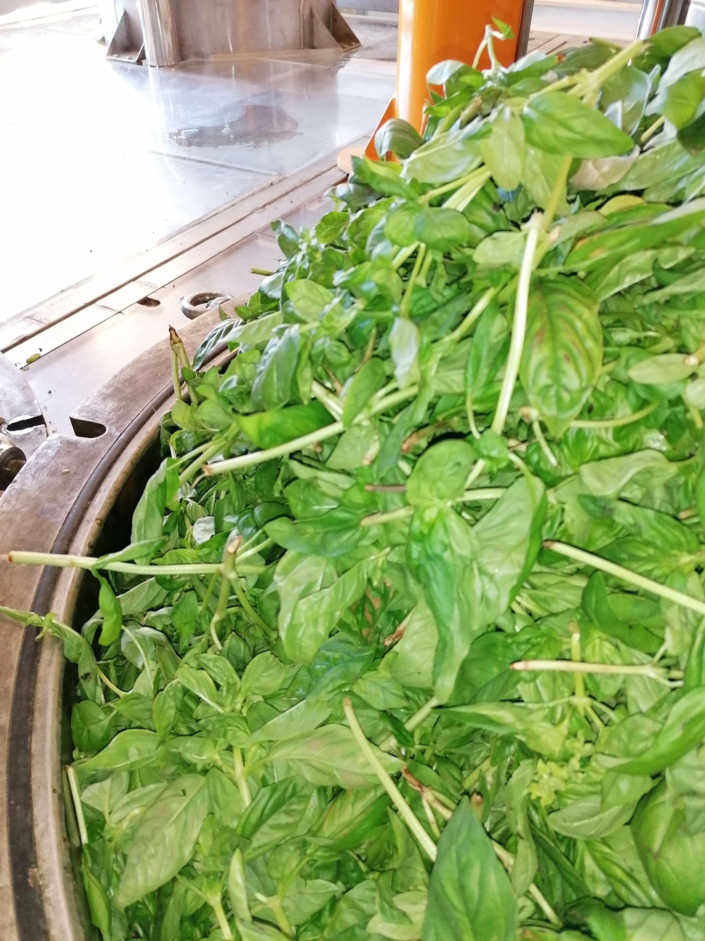 Basilic grand vert