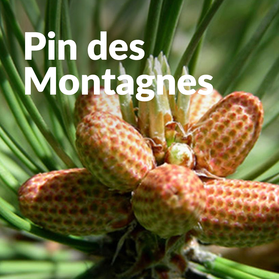 Pin des montagnes (Bourgeon)