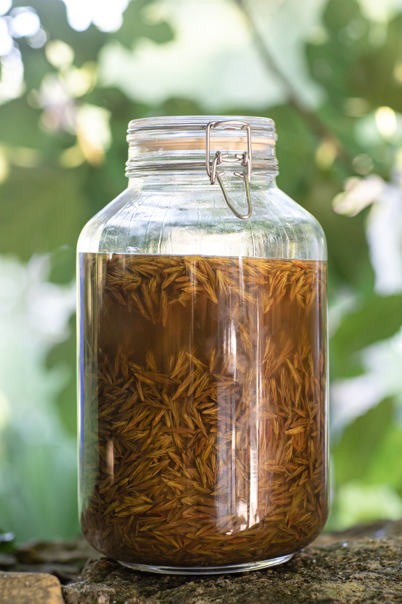 Decouvrez la distillation Macérat de bourgeons bio Framboisier 100% Bio et Artisanal