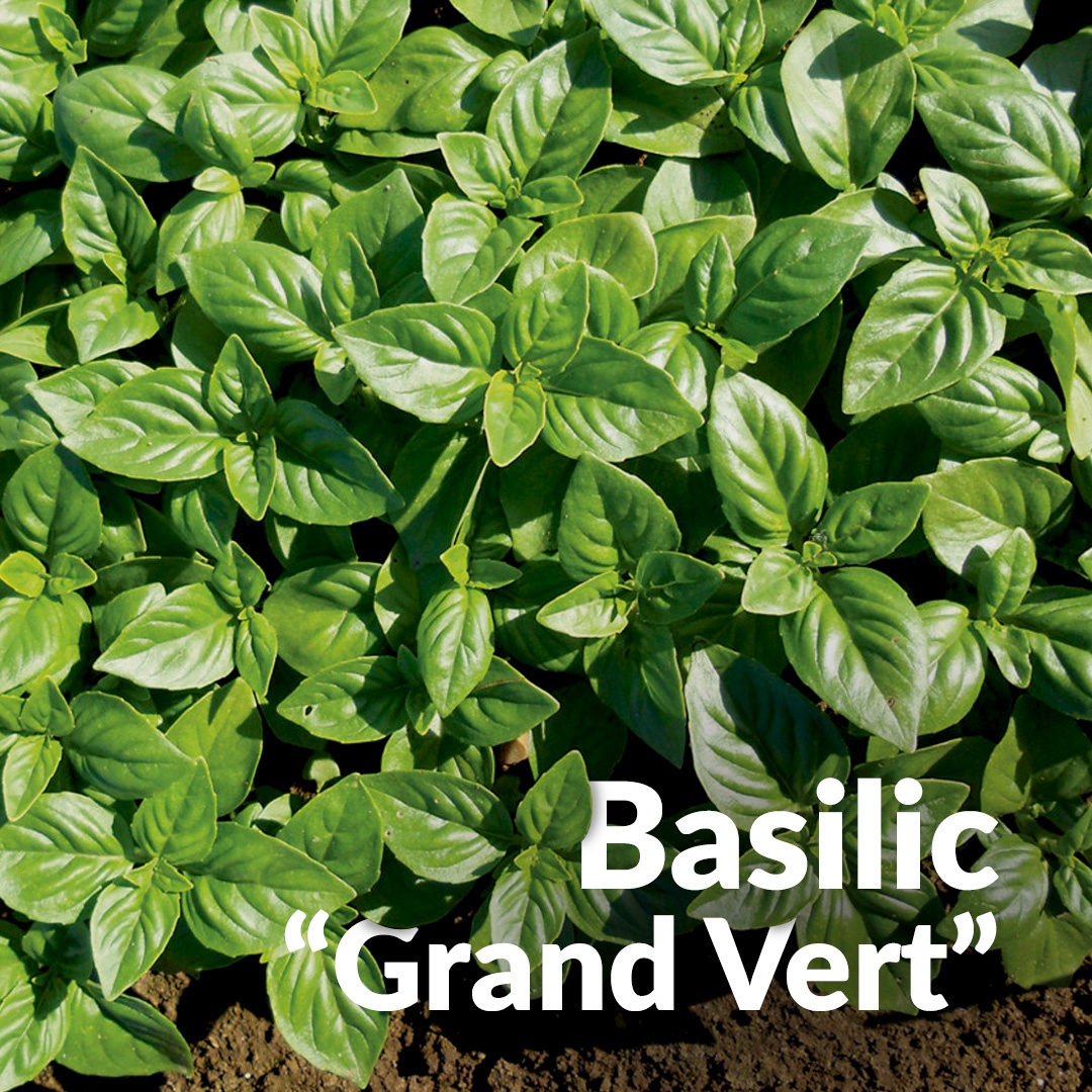 Basilic grand vert