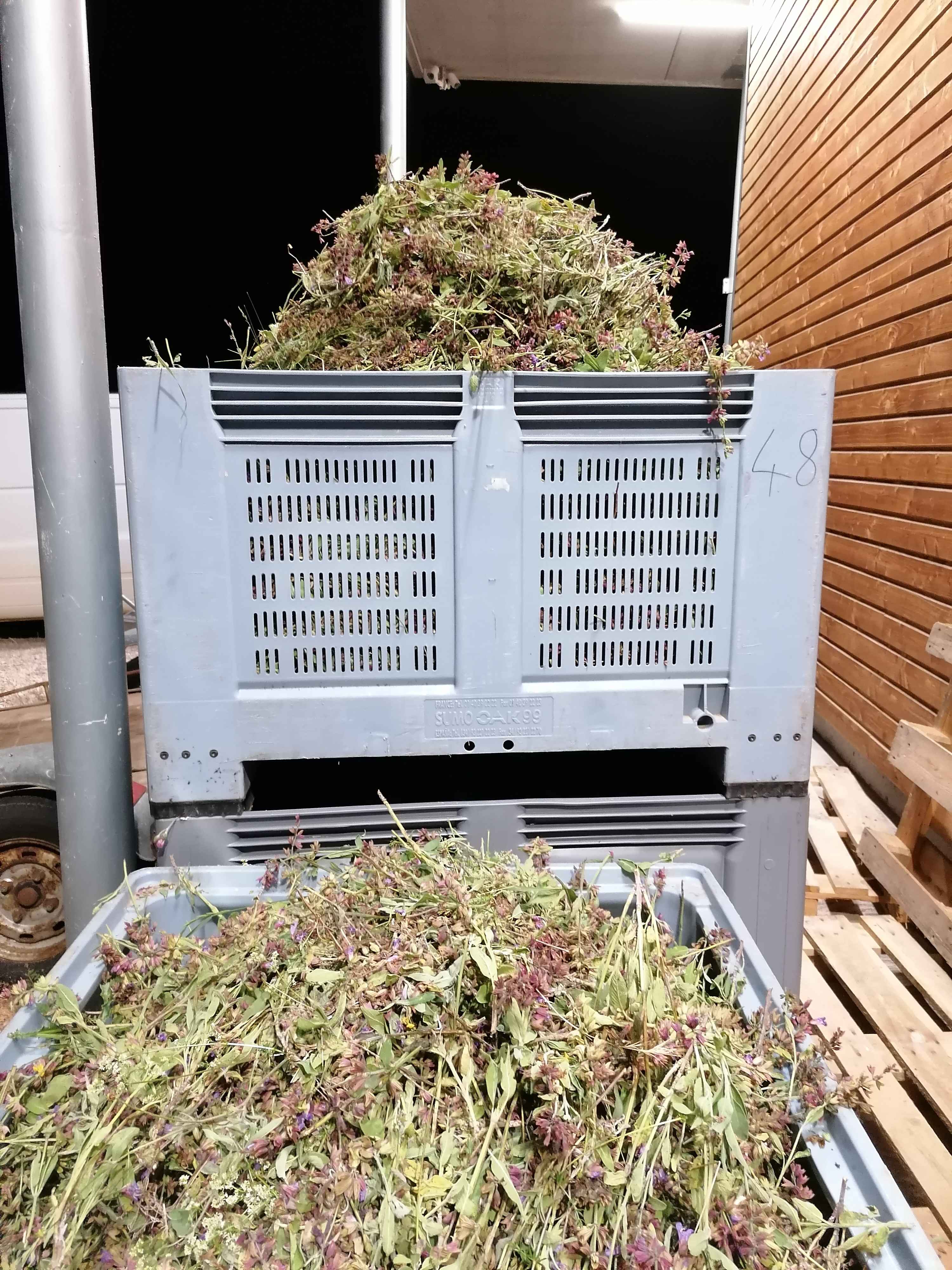 Sauge officinale