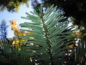 Sapin géant — photo 3