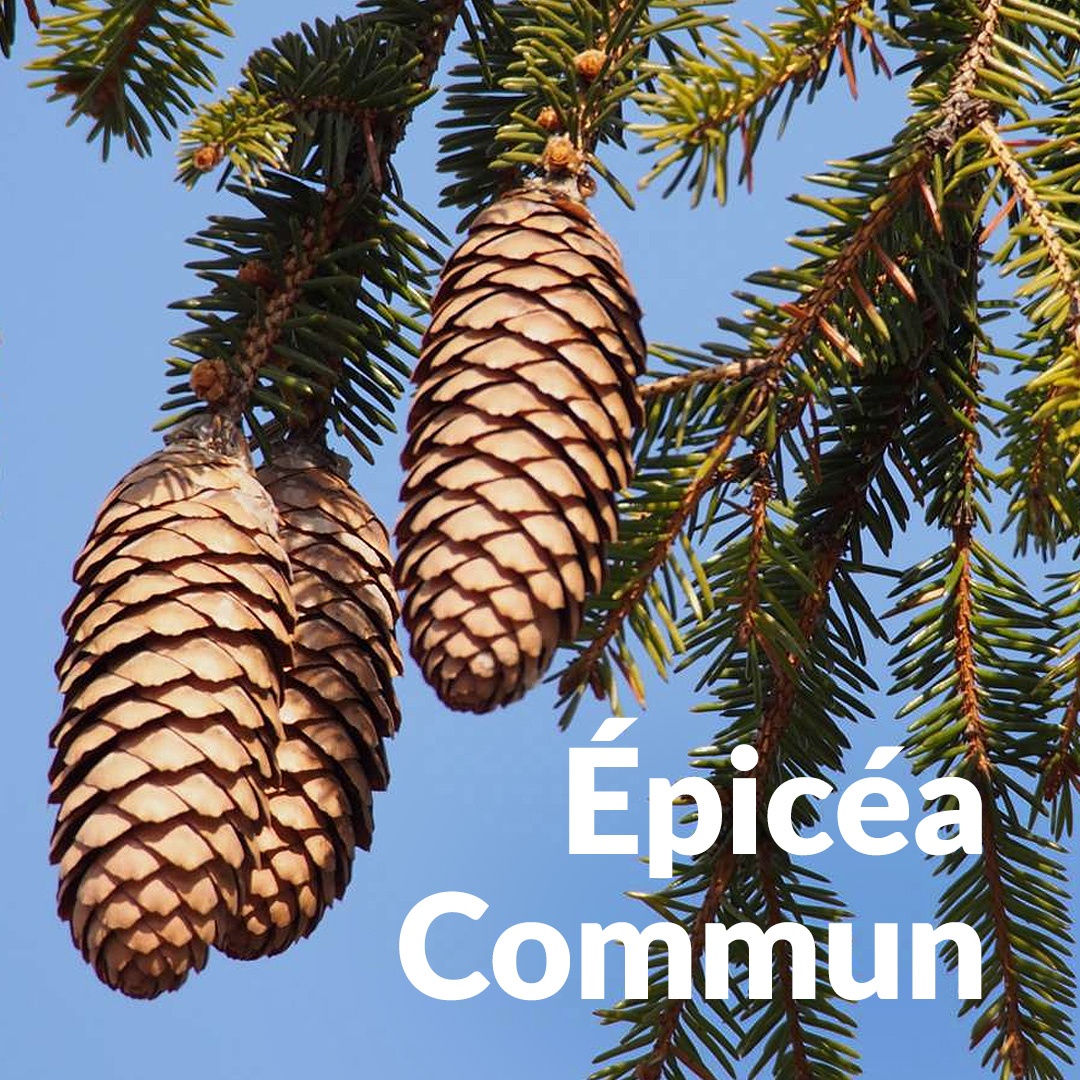 Epicea commun