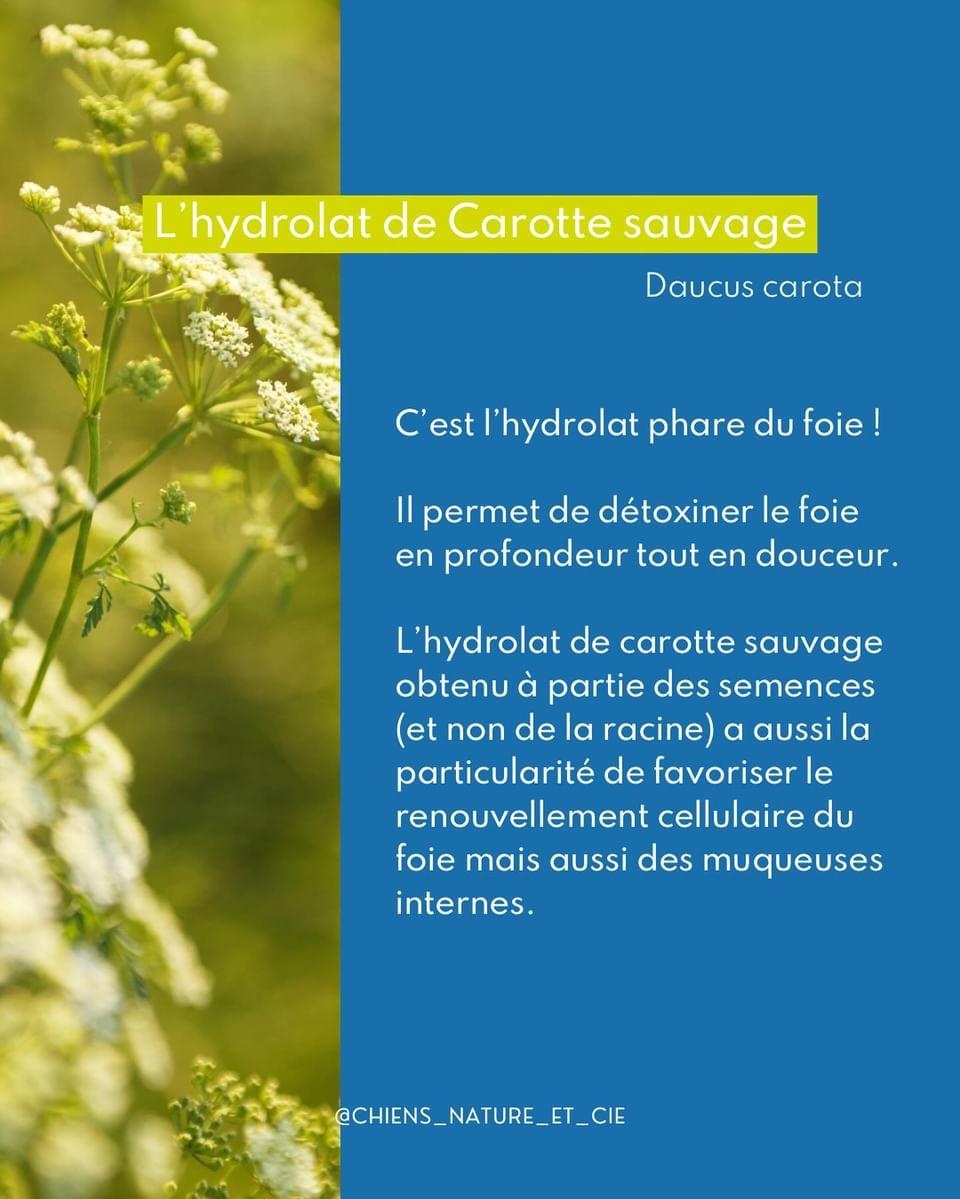 Drainage pour les chiens au printemps