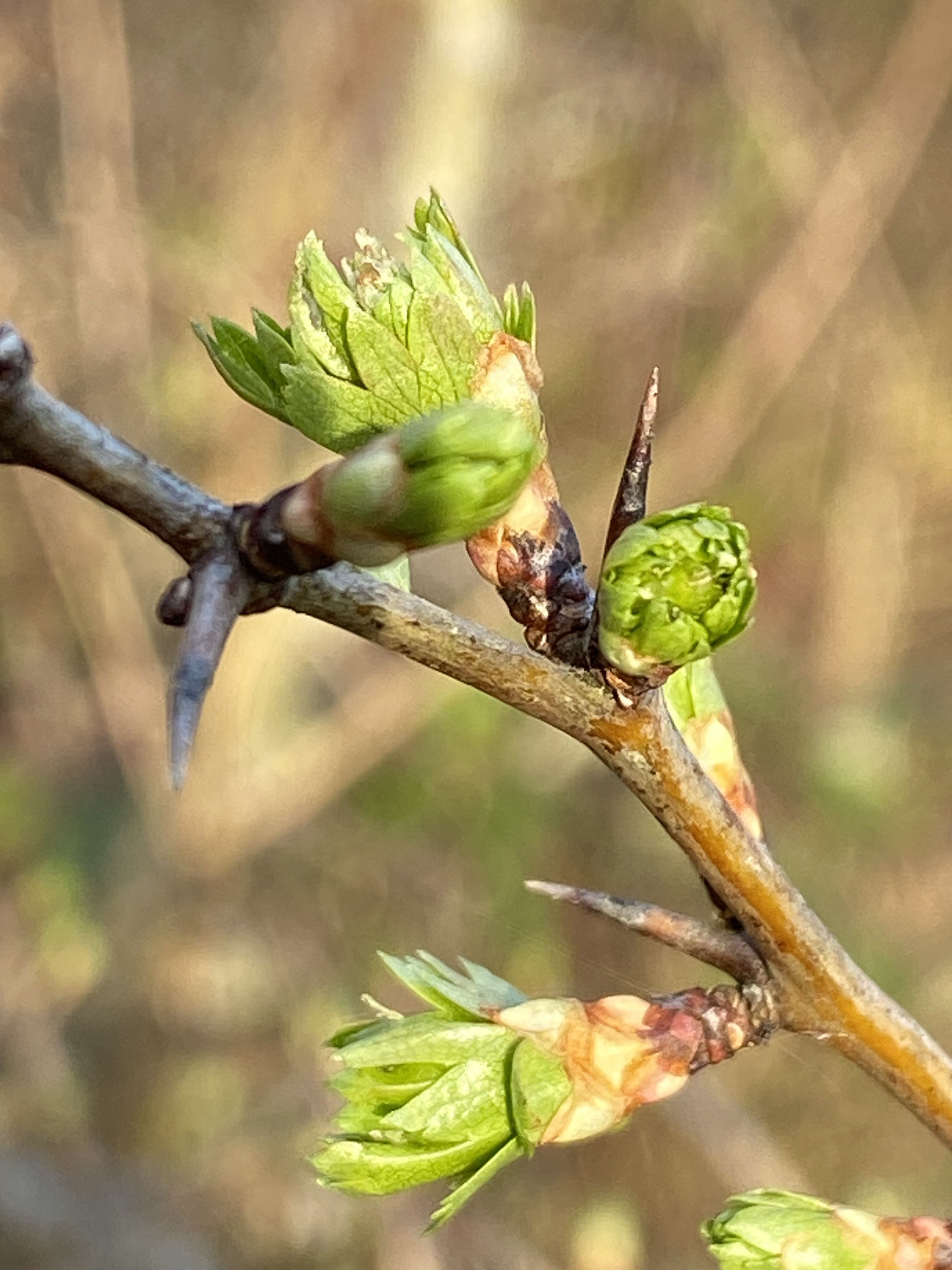 Decouvrez la distillation Macérat de bourgeons bio Aubépine 100% Bio et Artisanal