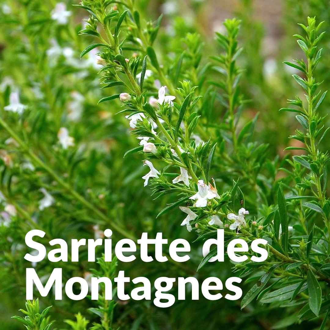 Sarriette des montagnes du Quercy