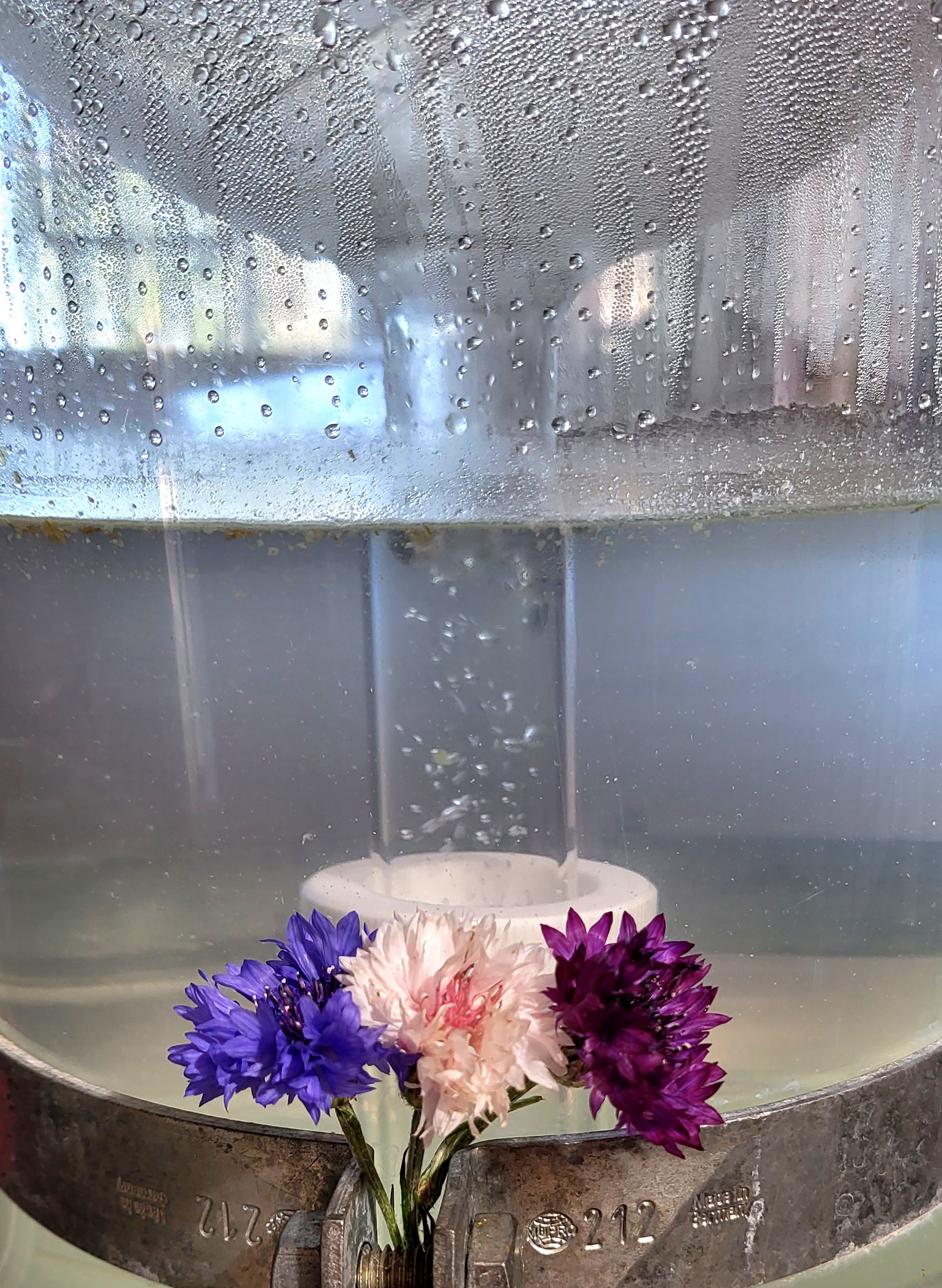 Decouvrez la distillation Hydrolat de Bleuet des champs 100% Bio et Artisanal
