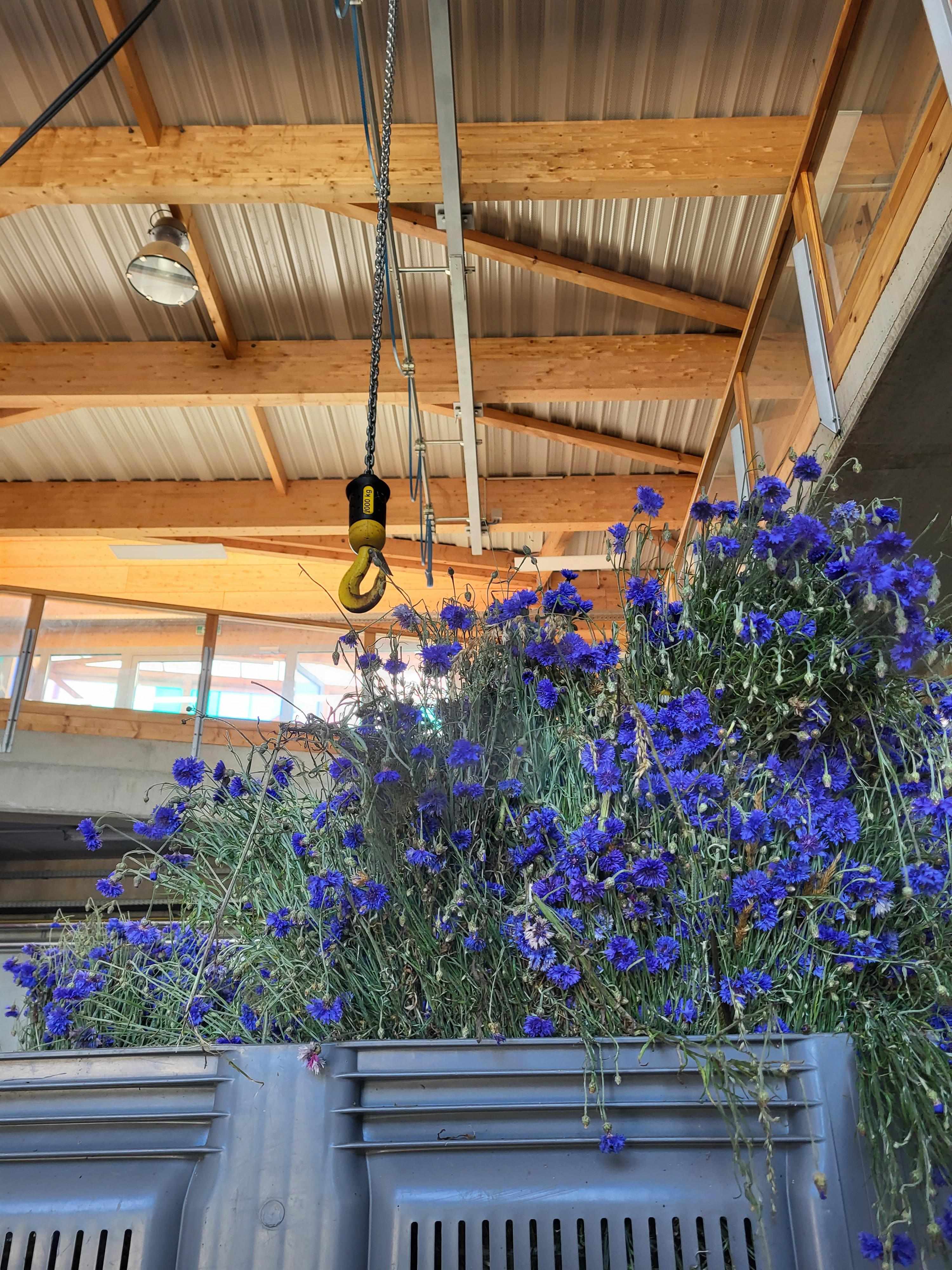 Decouvrez la distillation Hydrolat de Bleuet des champs 100% Bio et Artisanal