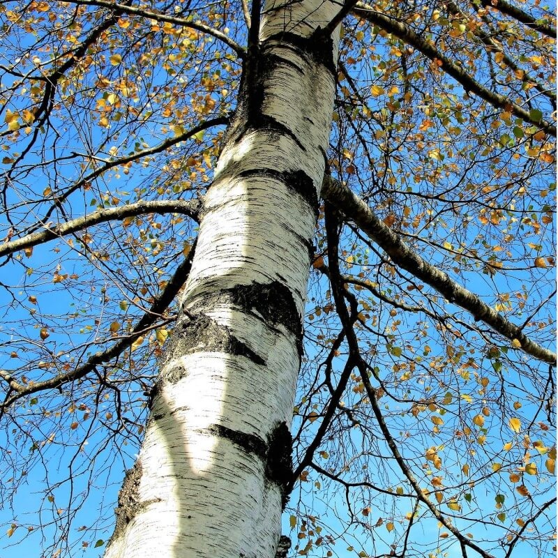 Bouleau verruqueux (Bourgeon) — photo 3