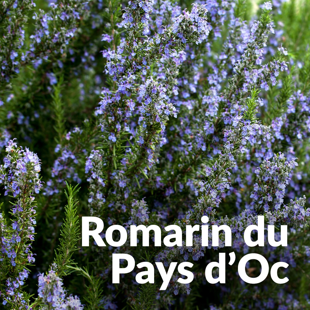 Romarin officinal du Pays d'Oc