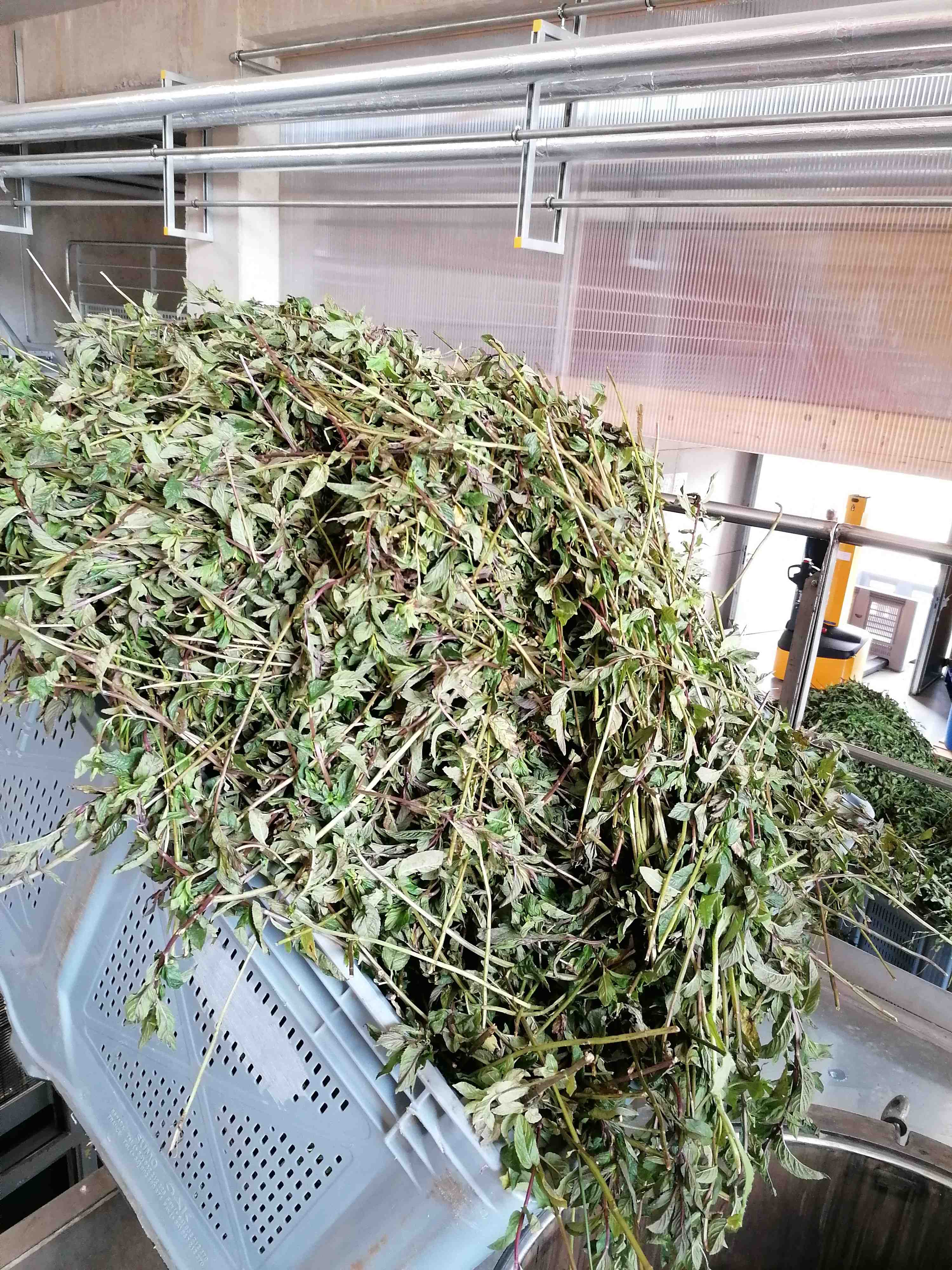Sauge officinale