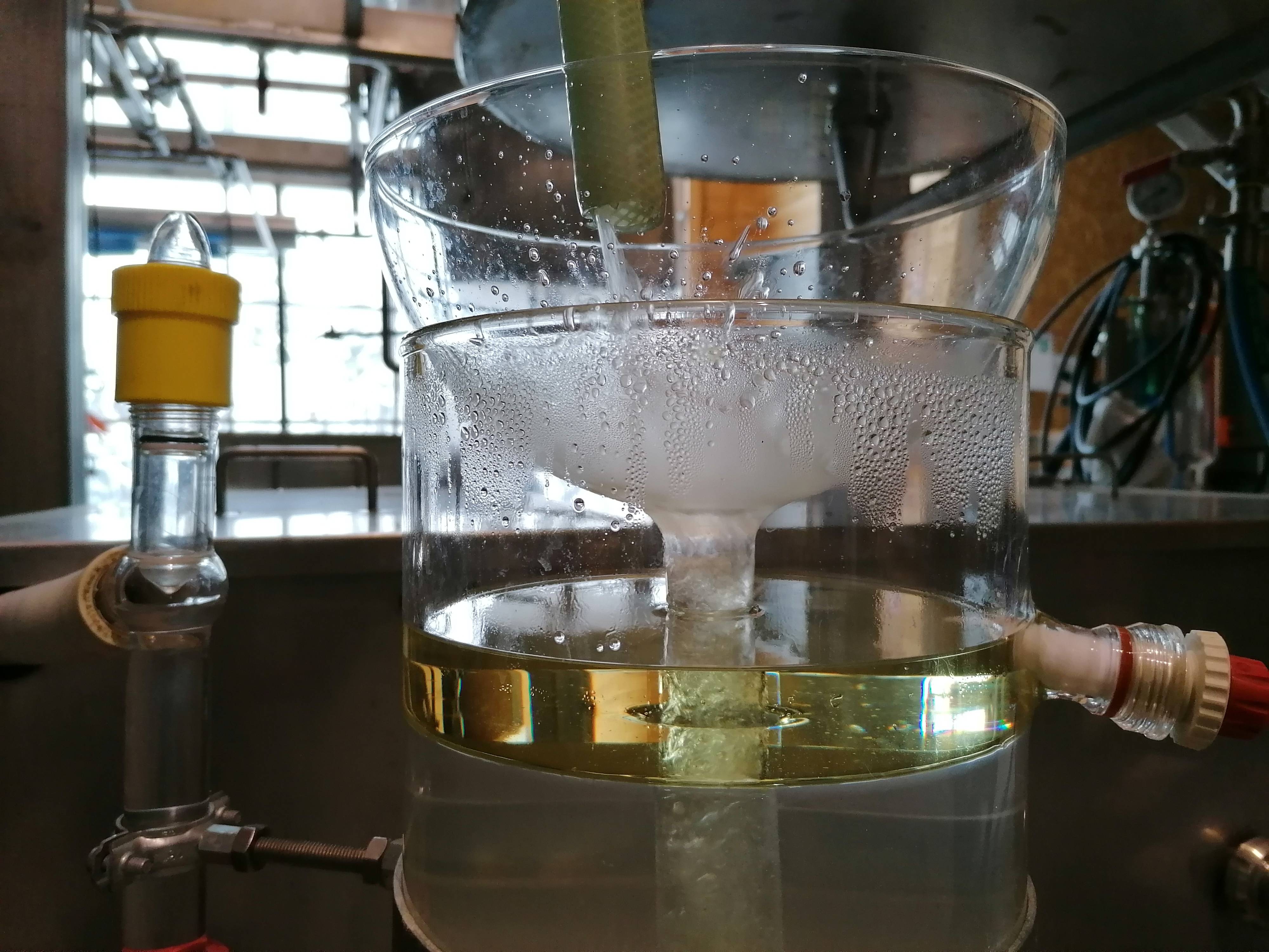 Decouvrez la distillation Hydrolat d'Angélique (Racine) 100% Bio et Artisanal