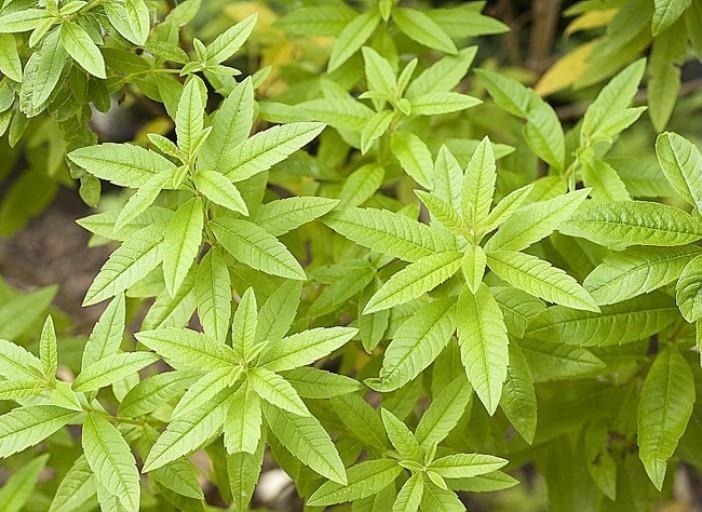 Verveine citronnée du Tarn — photo 2