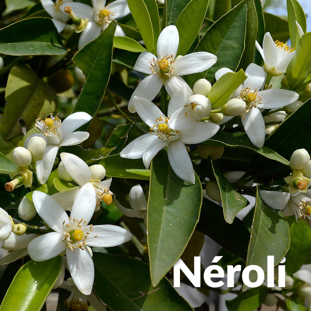Néroli - Fleur d'Oranger