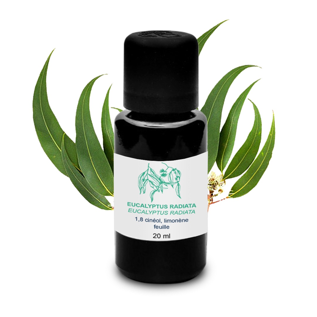 Huile Essentielle de Eucalyptus radié 100% Bio et Artisanal