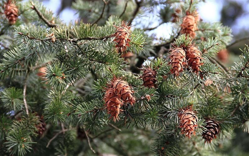 Sapin Douglas — photo 2