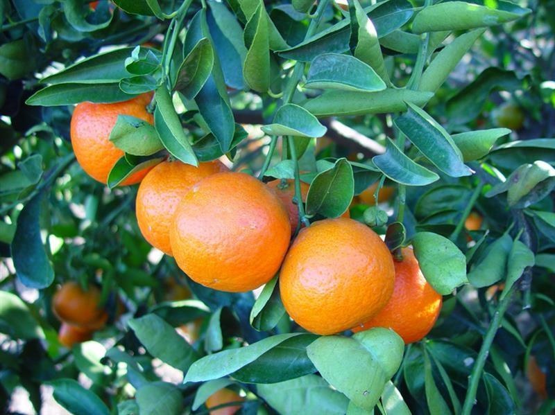 Mandarine verte — photo 2
