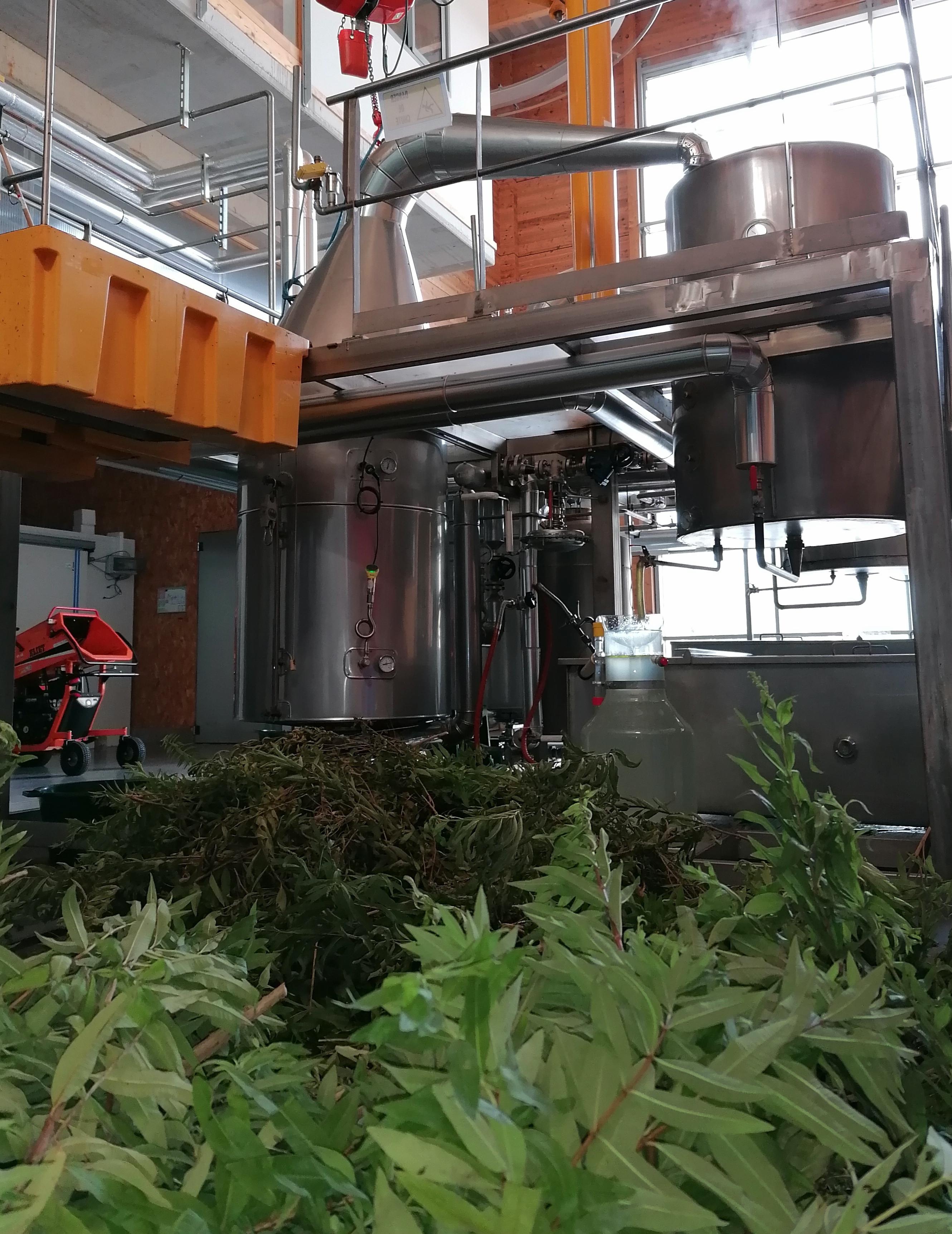 Decouvrez la distillation Hydrolat de Verveine citronnée 100% Bio et Artisanal