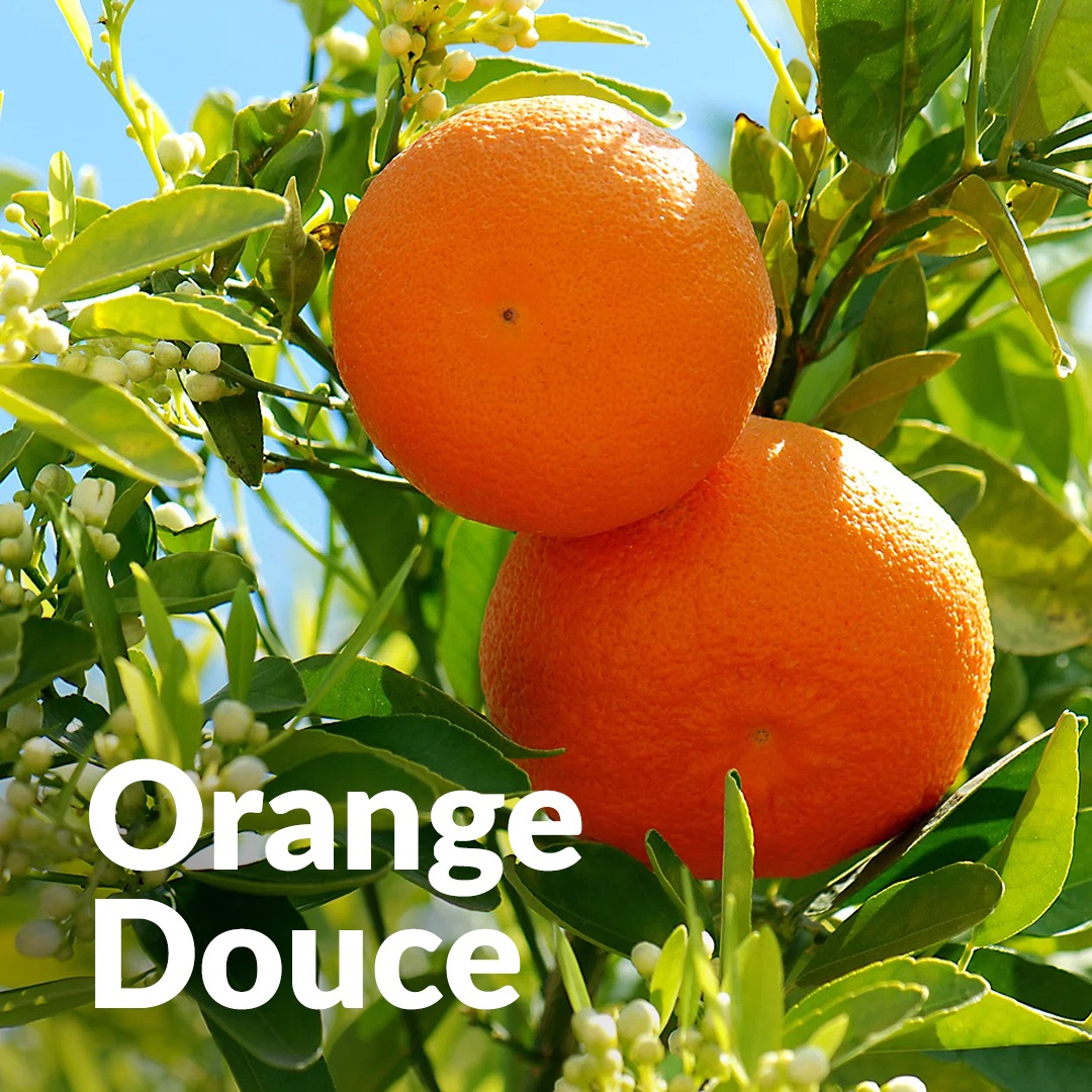 Orange douce