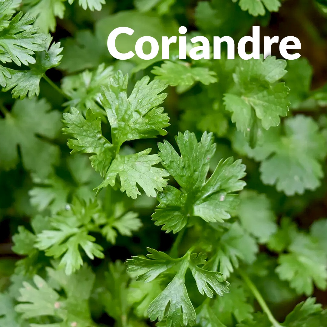 Coriandre (Graines)
