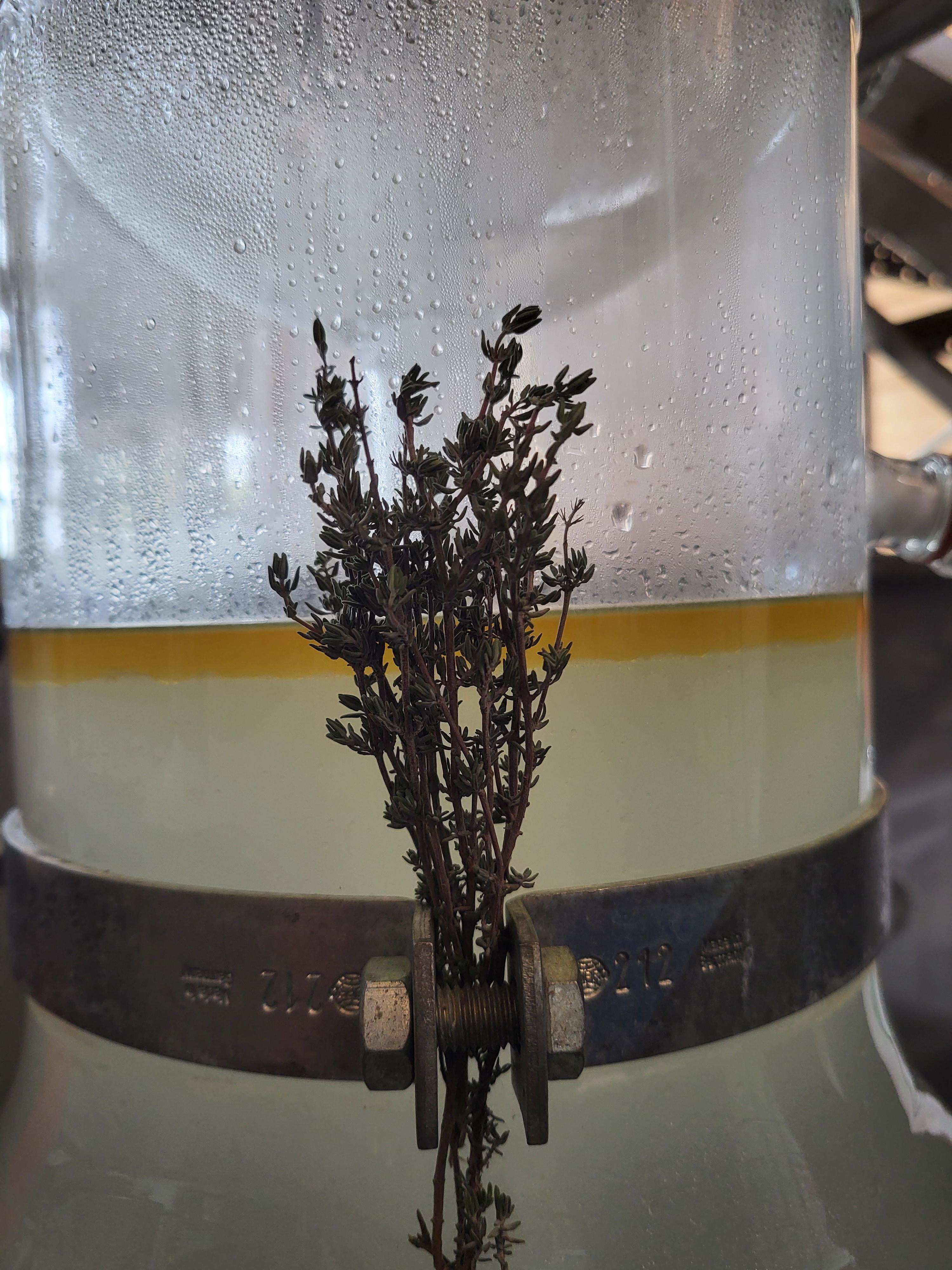 Decouvrez la distillation Hydrolat de Thym thymol 100% Bio et Artisanal