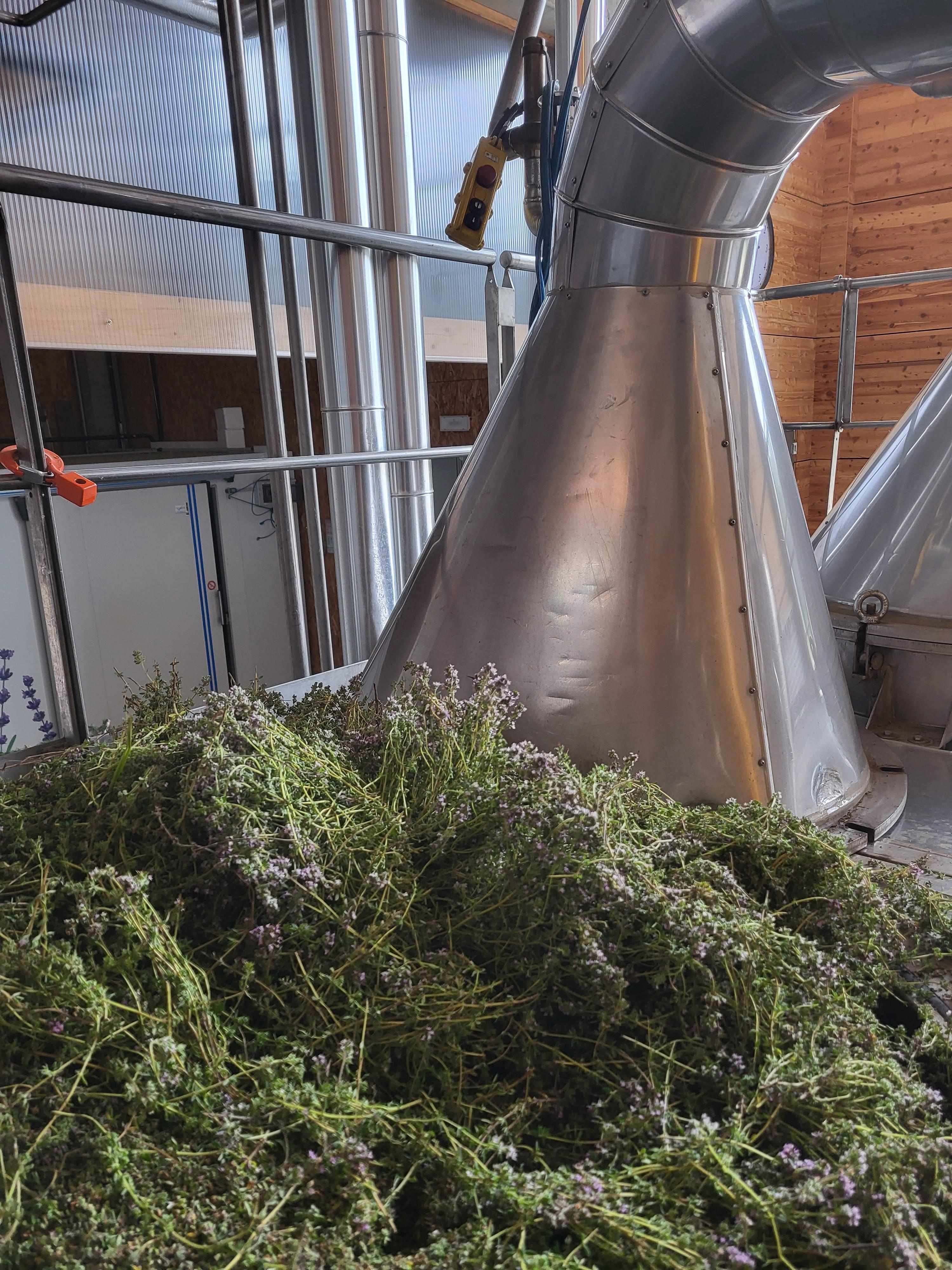 Decouvrez la distillation Hydrolat de Thym thujanol 100% Bio et Artisanal