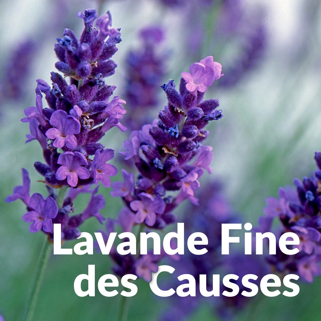 Lavande fine des causses