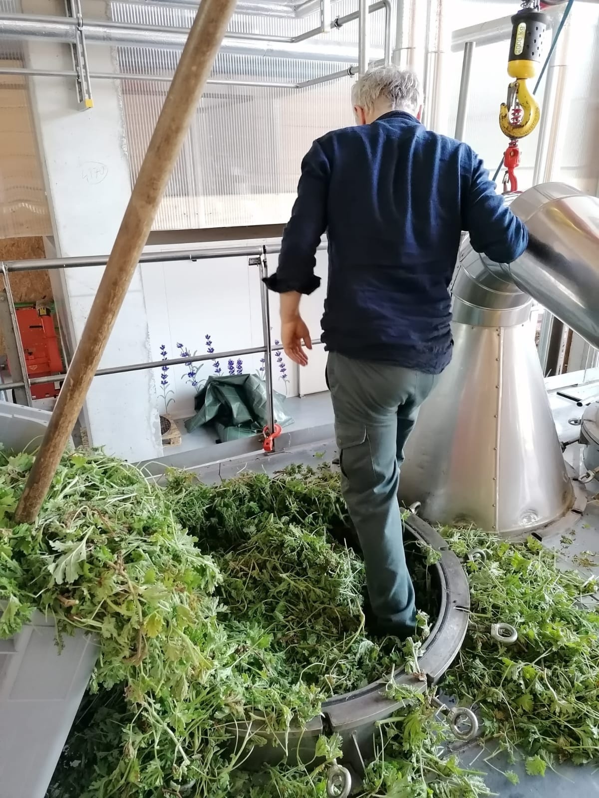 Decouvrez la distillation Huile Essentielle de Géranium rosat bourbon 100% Bio et Artisanal
