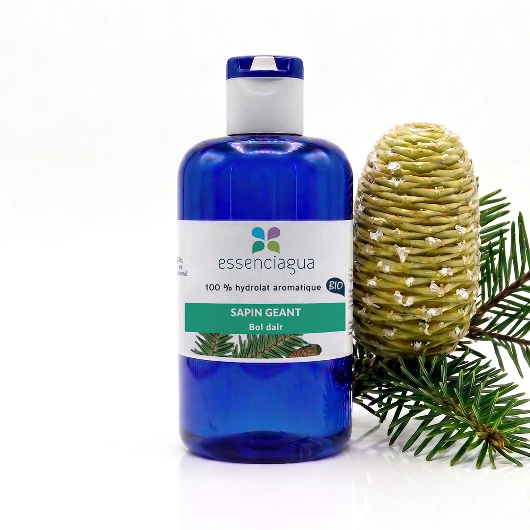 Hydrolat de Sapin géant 100% Bio et Artisanal