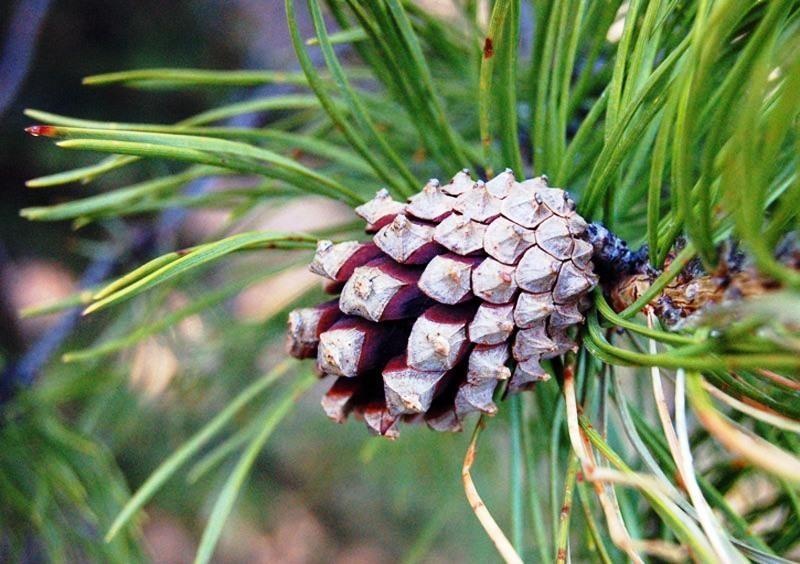 Pin sylvestre — photo 3