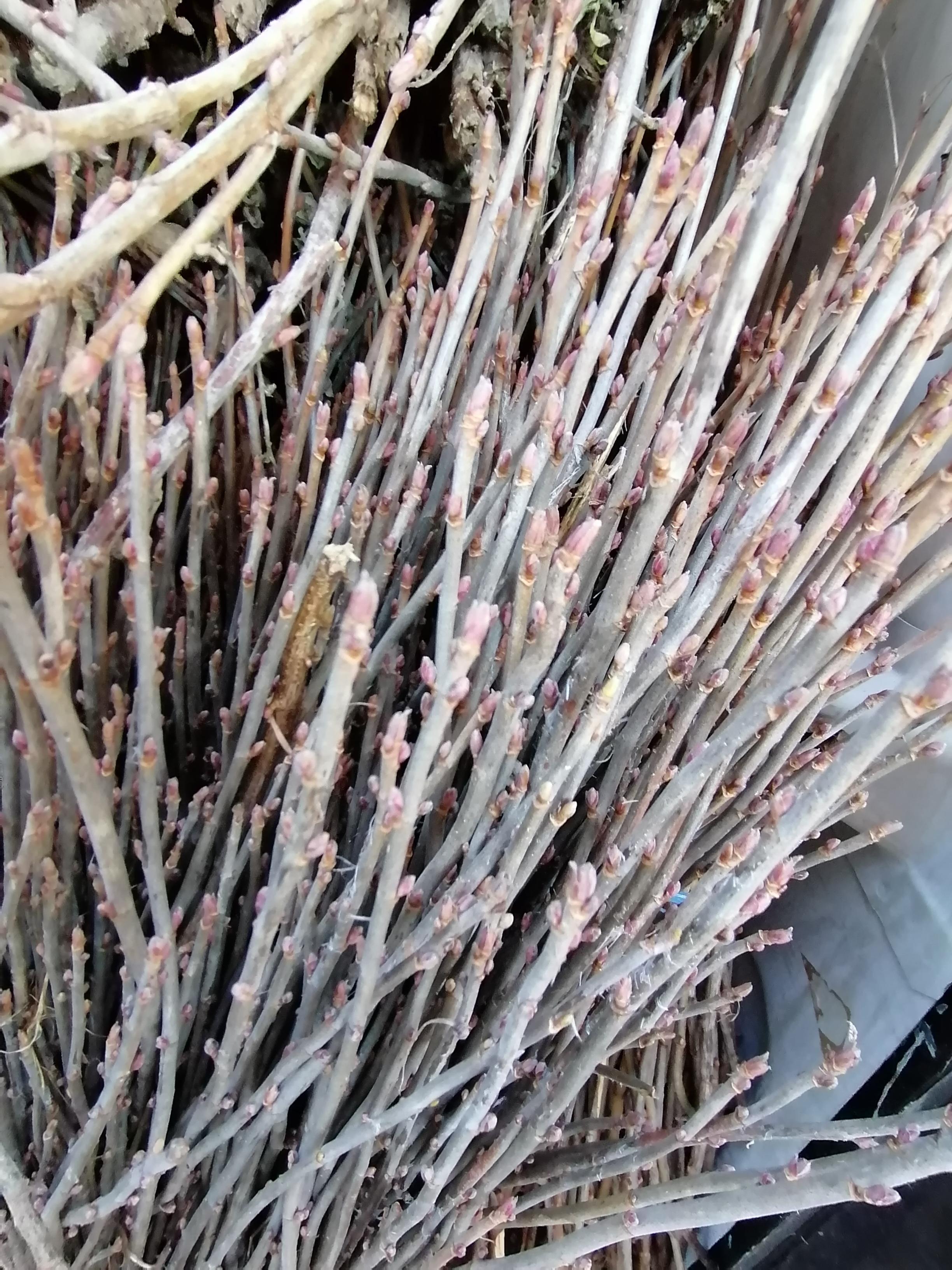Cassis de Bourgogne
