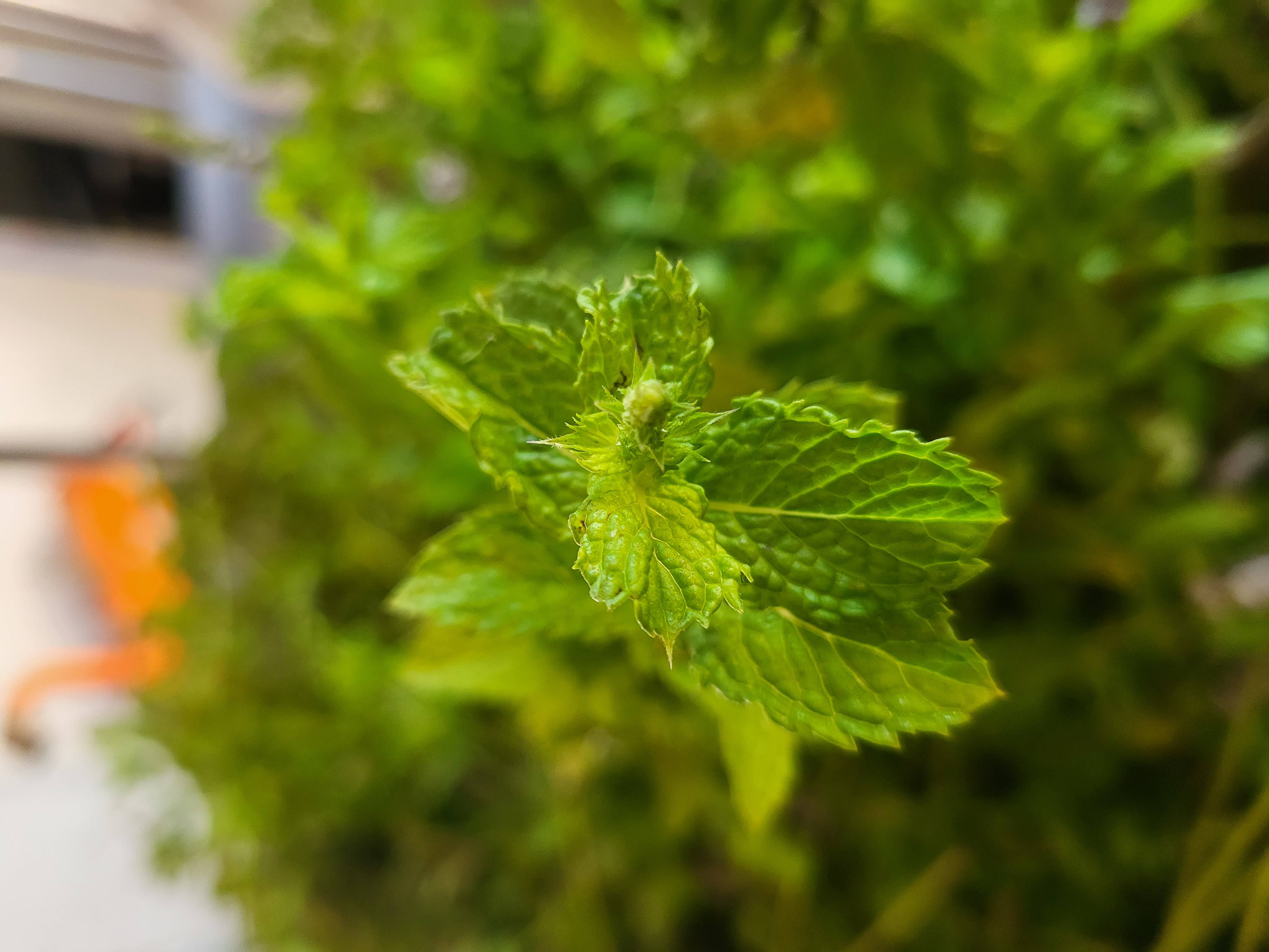 Menthe verte