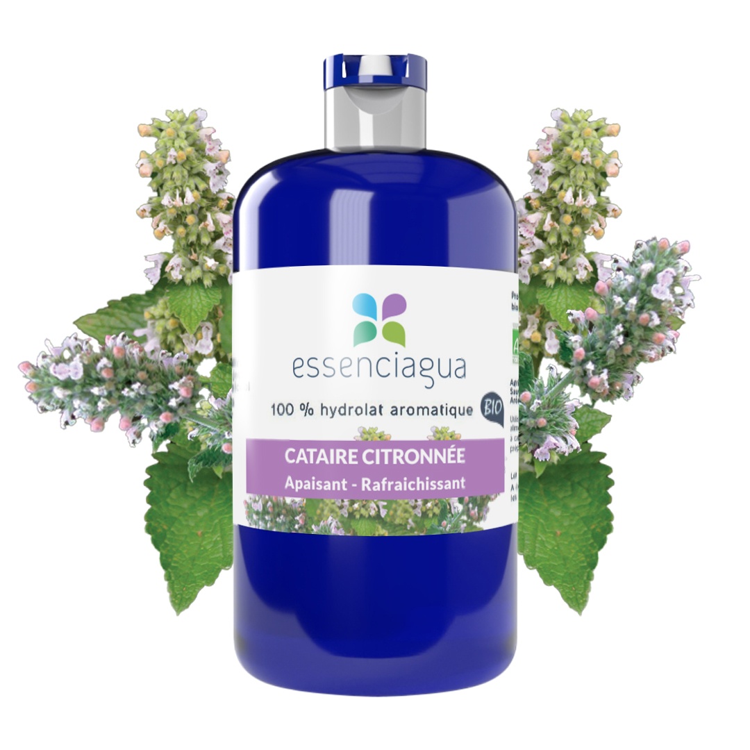 Hydrolat de Cataire citronnée 100% Bio et Artisanal