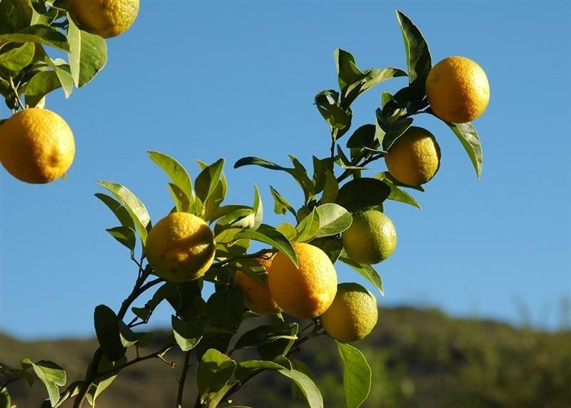 Citron — photo 2