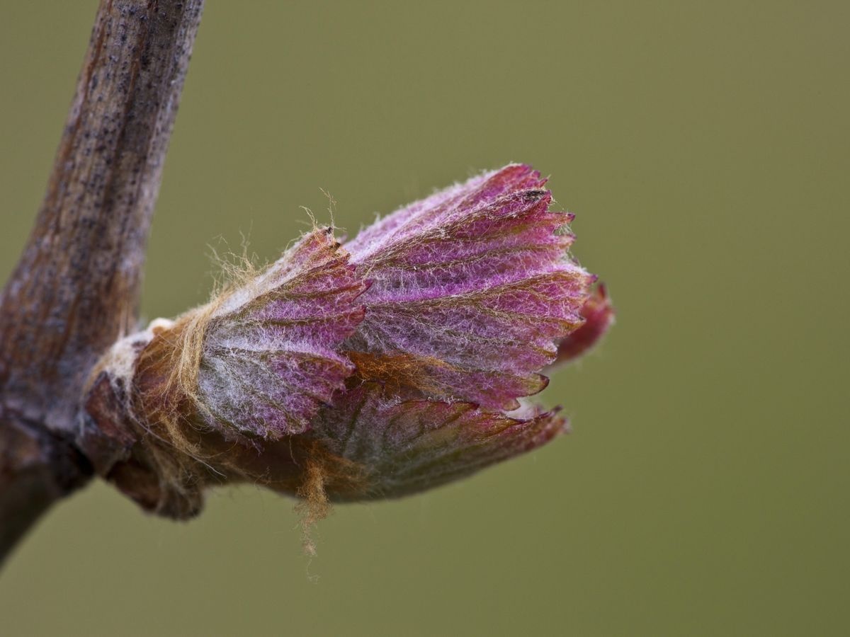 Vigne rouge (Bourgeon) — photo 2
