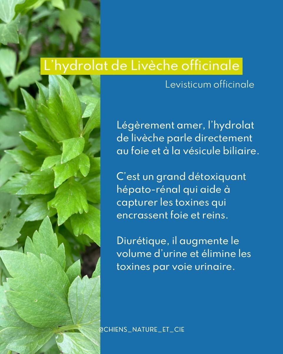 Drainage pour les chiens au printemps