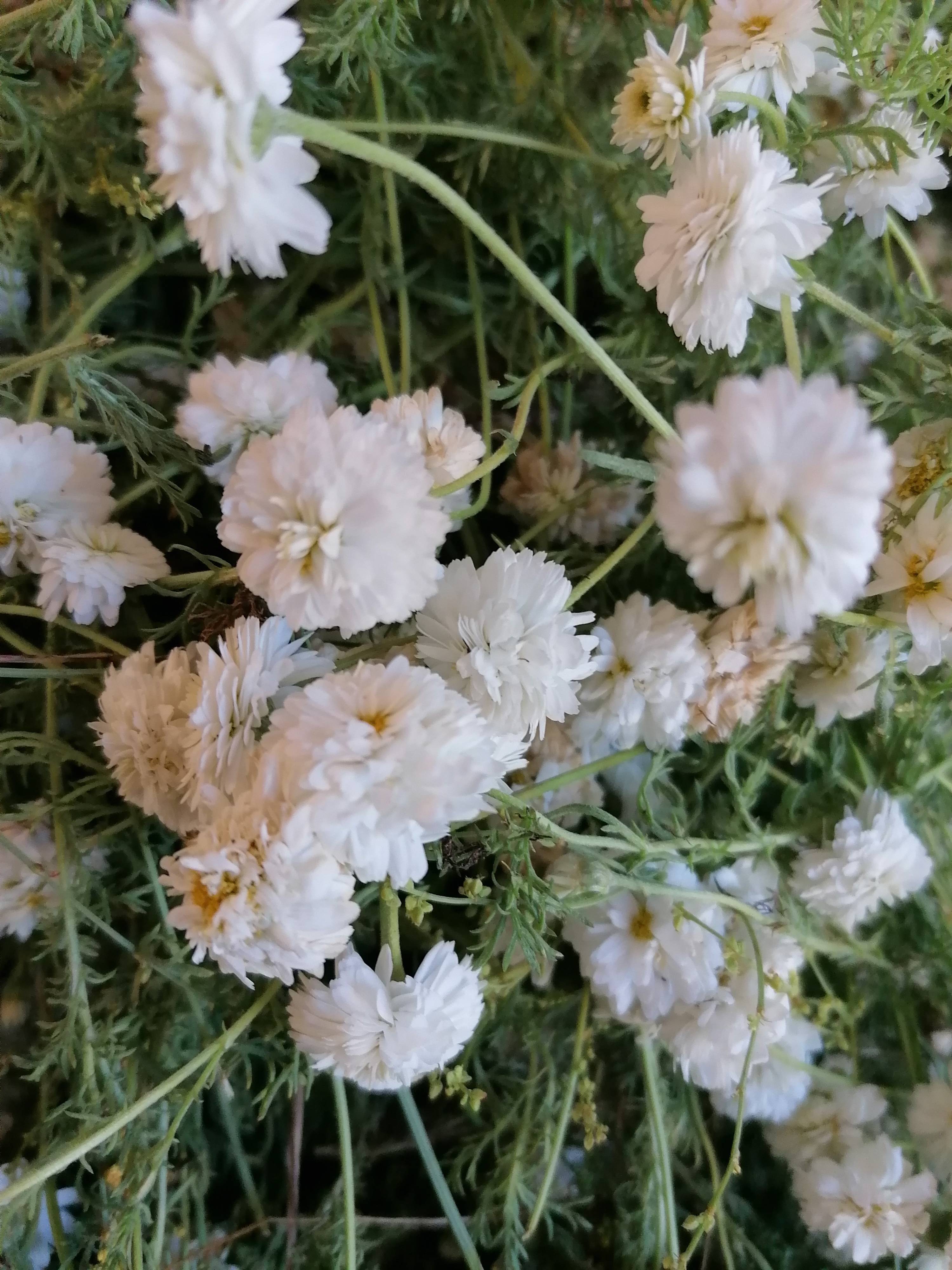 Camomille romaine