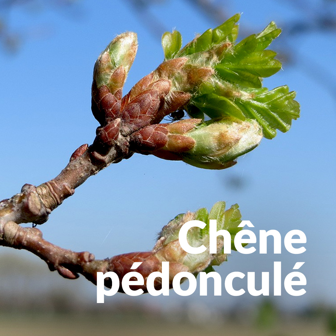 Chêne pédonculé (Bourgeon)
